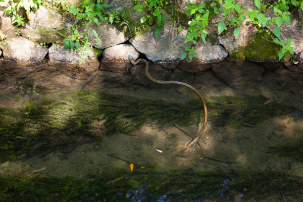 Huge snake in the waterway on the Philosopher's Walk